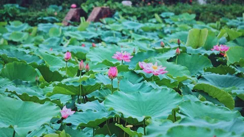 Hối hả trồng hơn 2.000 mầm sen Bách Diệp giữa lòng hồ Tây